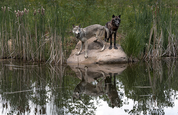 259 Gray Wolves (Canis lupus) - Minnesota Wildlife Connection