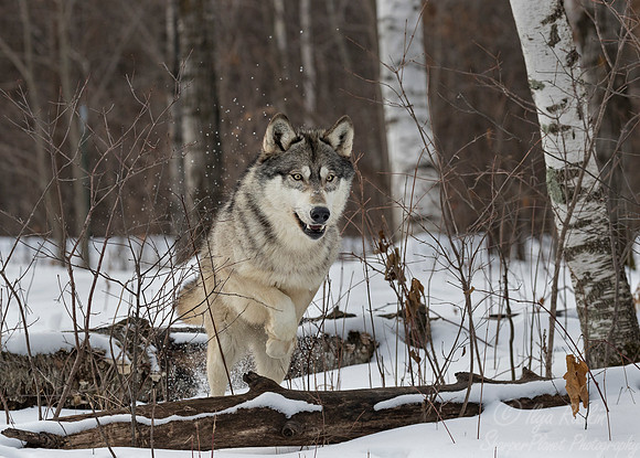 220 Gray Wolf (Canis lupus) - Minnesota Wildlife Connection