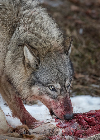236 Gray Wolf (Canis lupus) - Minnesota Wildlife Connection
