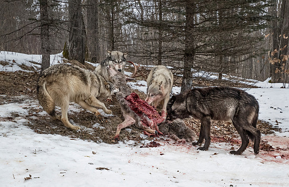 238 Gray Wolves (Canis lupus) - Minnesota Wildlife Connection