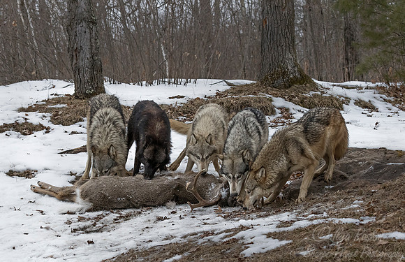 231 Gray Wolves (Canis lupus) - Minnesota Wildlife Connection