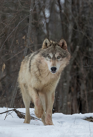 248 Gray Wolf (Canis lupus) - Minnesota Wildlife Connection