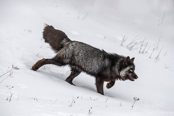 195 Red Fox - silver morth (Vulpes vulpes) - Minnesota Wildlife Connection