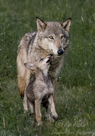 272 Gray Wolf with pup (Canis lupus) - Minnesota Wildlife Connection