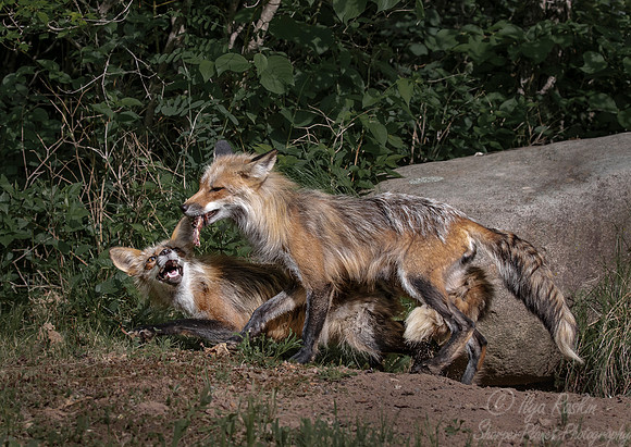 305 Red Foxes (Vulpes vulpes) - Minnesota Wildlife Connection