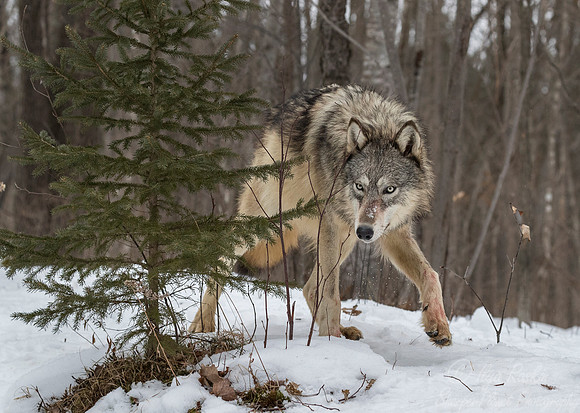 249 Gray Wolf (Canis lupus) - Minnesota Wildlife Connection