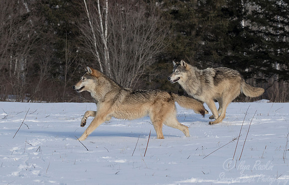 216 Gray Wolves (Canis lupus) - Minnesota Wildlife Connection