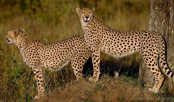 006_Cheetahs_Kenya