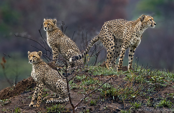 030_Cheetahs_South Africa