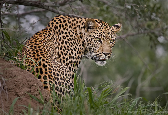 014_Leopard_South Africa