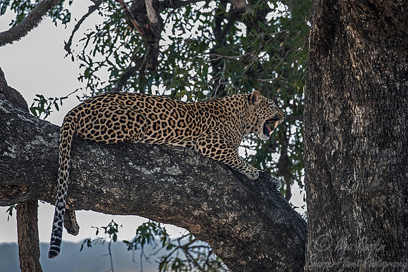 078 Leopard (Panthera pardus) - KNP South Africa