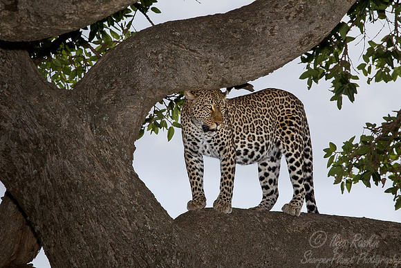 060 Leopard (Panthera pardus) Masai Mara Kenya