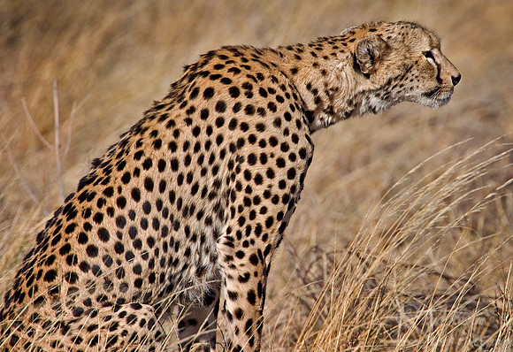 010 Cheetah Kenya