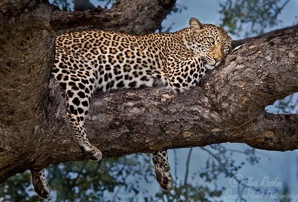 019_Leopard_South Africa