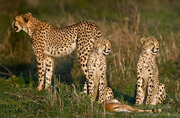 038_Cheetahs_South Africa