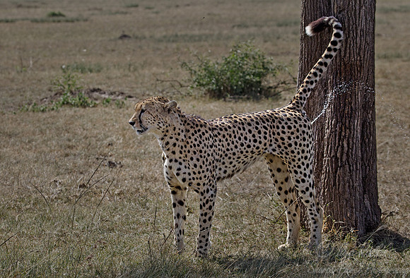 052 Cheetah (Acinonyx jubatus) - Masai Mara Kenya