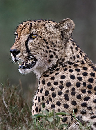 034_Cheetah_South Africa
