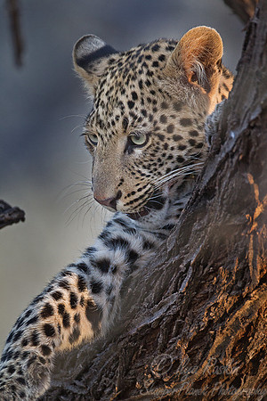 065 Leopard (Panthera pardus) - Etosha Namibia