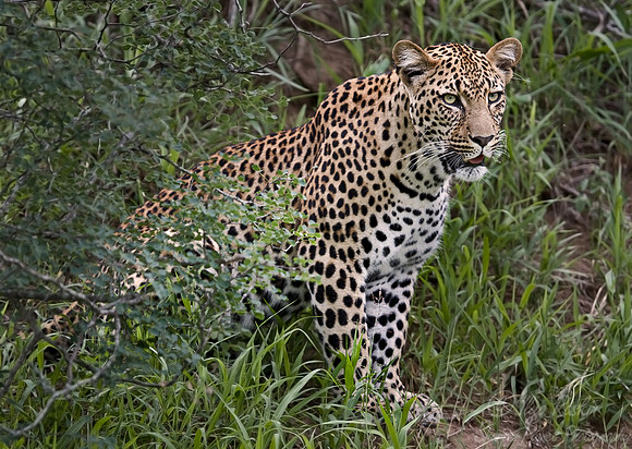 015_Leopard_South Africa