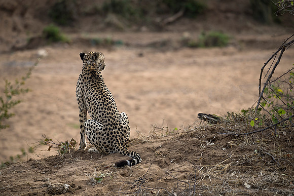 076 Cheetah (Acinonyx jubatus) - KNP South Africa
