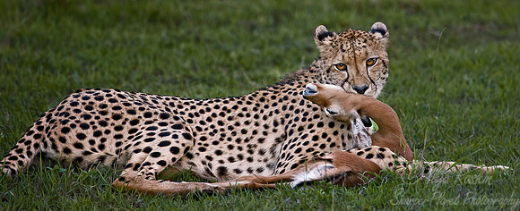 037_Cheetah_South Africa