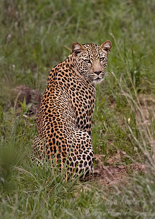 013_Leopard_South Africa