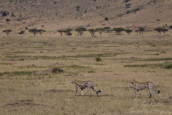 054 Cheetahs (Acinonyx jubatus) - Masai Mara Kenya