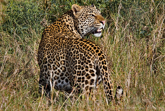 002_Leopard_Kenya