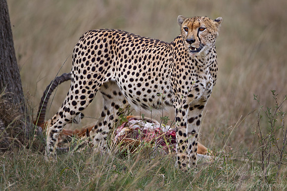 049 Cheetah (Acinonyx jubatus) - Masai Mara Kenya