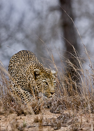 021_Leopard_South Africa