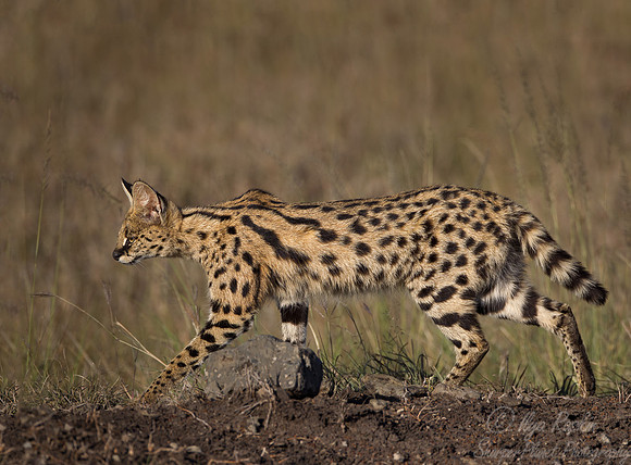 055 Serval (Leptailurus serval) - Masai Mara Kenya
