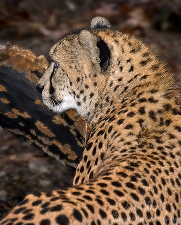 008_Cheetah_Bronx Zoo_NY