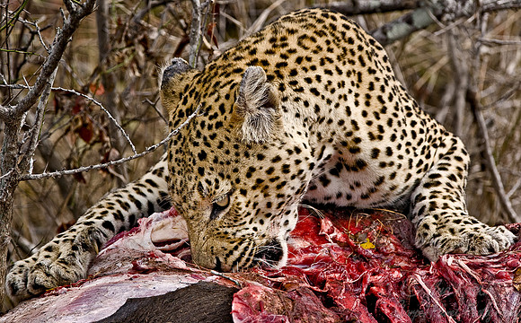025_Leopard_South Africa