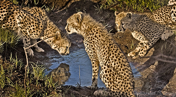 031_Cheetahs_South Africa