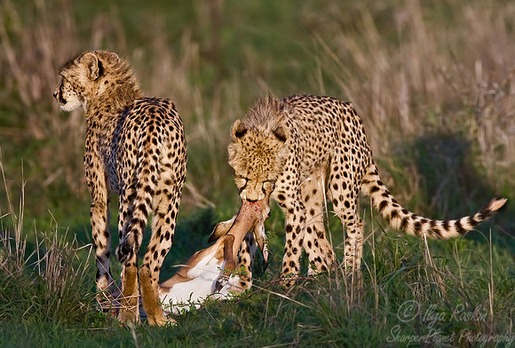 039_Cheetahs_South Africa