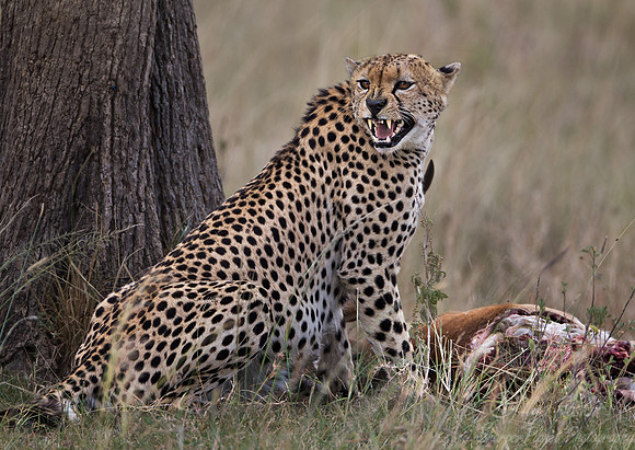 048 Cheetah (Acinonyx jubatus) - Masai Mara Kenya