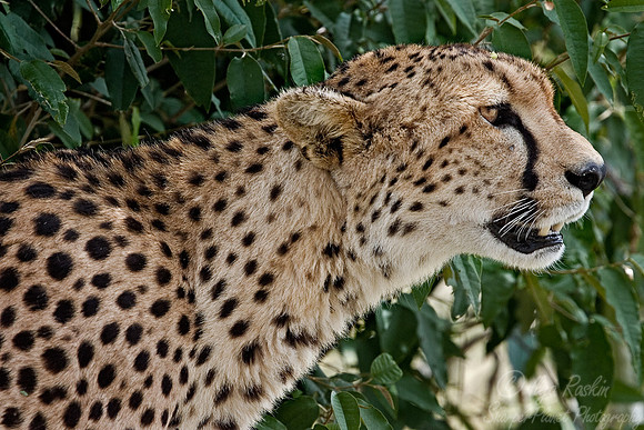 009 Cheetah Kenya