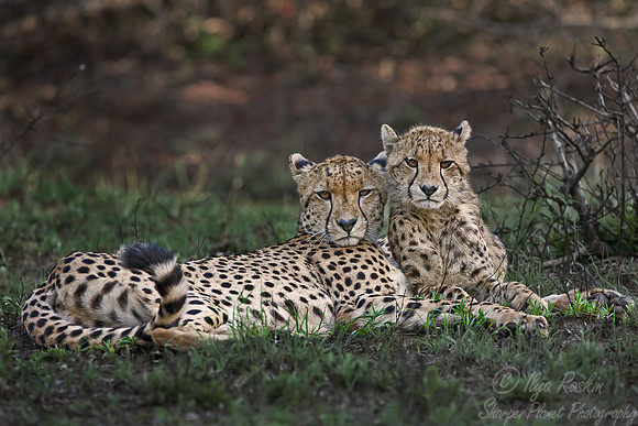 035_Cheetahs_South Africa