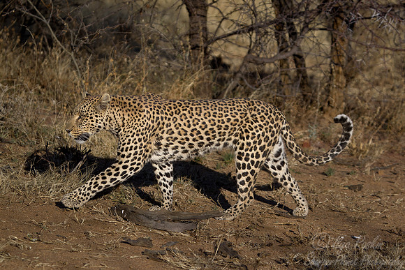 068 Leopard (Panthera pardus) -  Etosha Namibia