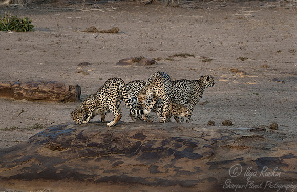 074 Cheetahs (Acinonyx jubatus) - KNP South Africa