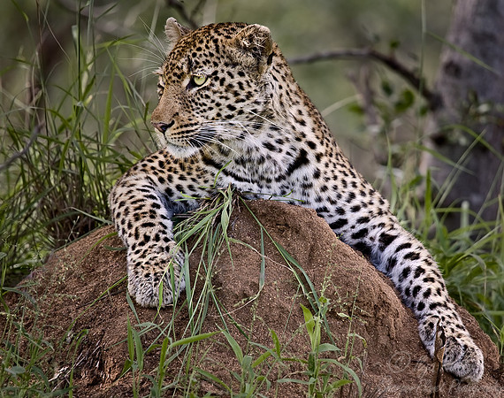 017_Leopard_South Africa
