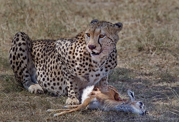 047 Cheetah (Acinonyx jubatus) - Masai Mara Kenya