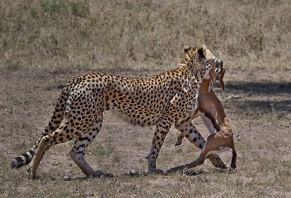042 Cheetah (Acinonyx jubatus) - Masai Mara Kenya