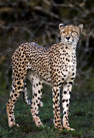 MAMMALS - CATS - AFRICA 1