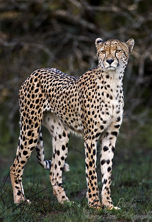 033_Cheetah_South Africa