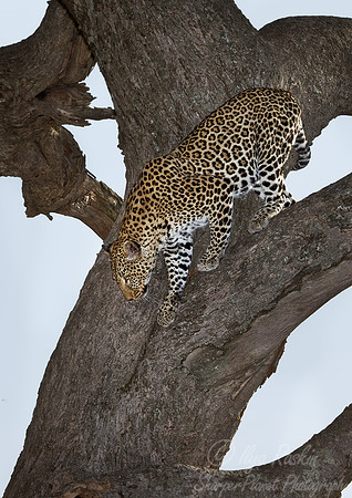 061 Leopard (Panthera pardus) Masai Mara Kenya