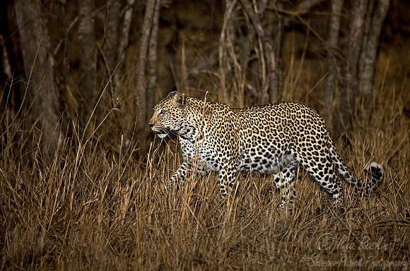 020_Leopard_South Africa