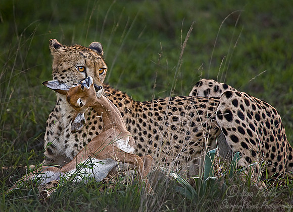 036_Cheetahs_South Africa