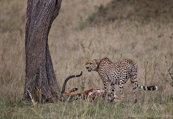 050 Cheetah (Acinonyx jubatus) - Masai Mara Kenya