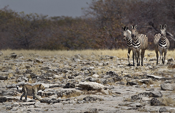 063 Leopard (Panthera pardus) -  Etosha Namibia